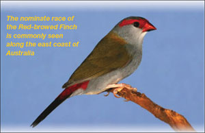 TheRed-browedFinch1.jpg