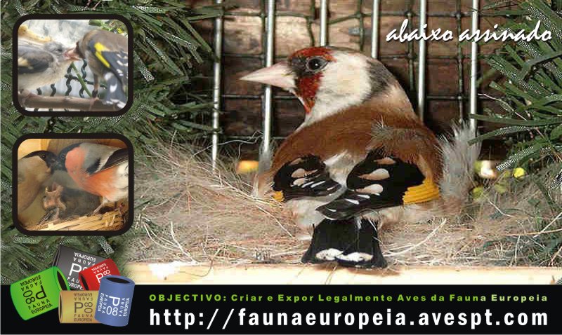 Abaixo-assinado: Criar e Expor Legalmente Aves da Fauna Europeia