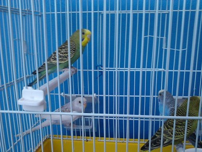 img00081c.jpg