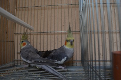 dsc0619q.jpg