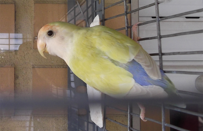 2.png