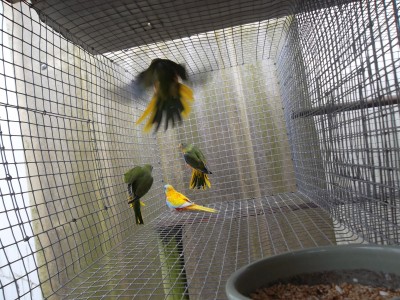 3 crias portadoras de cinamom e portadoras de amarelo opalino acabadas de sair do ninho e a femea já com nova postura