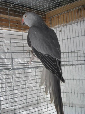 Ring Neck.jpg