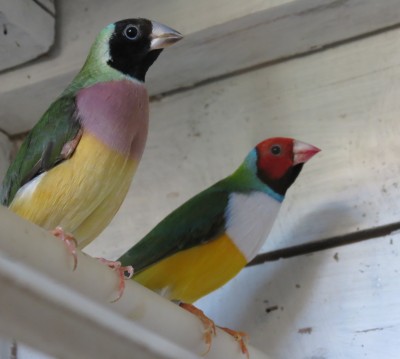 eles. devem ter 1 ou 2 anos não sei bem