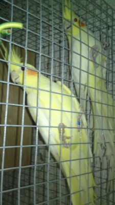 casal 1