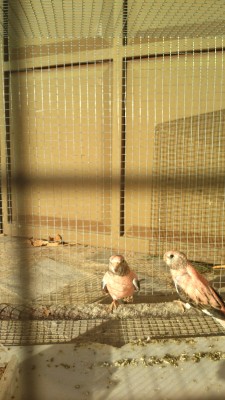 casal2
