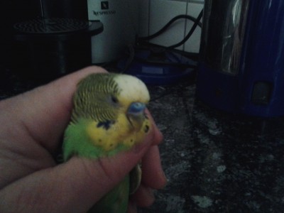 o  macho