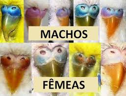 índice.jpg