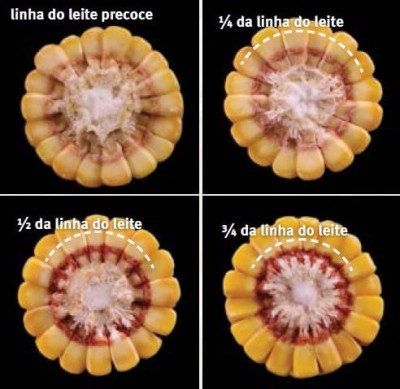 Fenologia-Milho-Figura-29[1].jpg