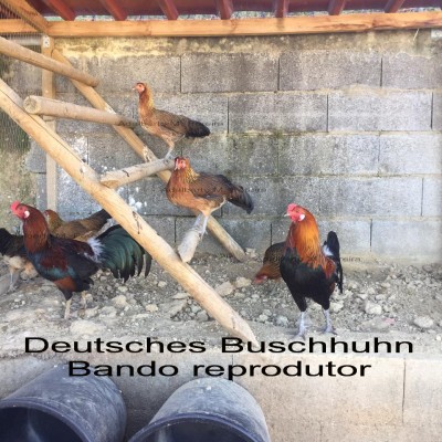 DeutschesBuschhuhn_Aves.jpg