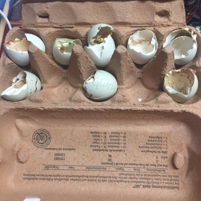 10 ovos comprados, 11 ovos recebidos, 8 pintos nascidos