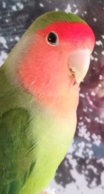 floyd bico.jpg