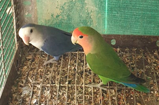 Casal 2