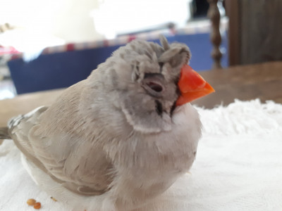 Tica por volta das 9 da manhã