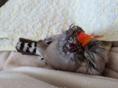 Tica por volta do meio dia do dia 4 de Maio