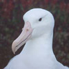 Avatar do Utilizador