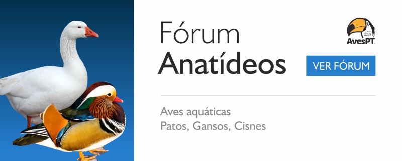 Fórum Anatídeos / Aves Aquáticas - Patos, Gansos e Cisnes