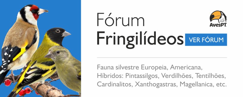 Fórum Fringilídeos e Fauna legalizada, incluindo híbridos - Fauna silvestre Europeia, Americana, Híbridos: Pintassilgos, Verdilhões, Tentilhões, Cardinalitos, Xanthogastras, Magellanica, etc.