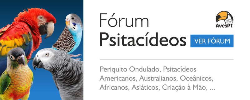 Fórum Psitacídeos - Periquito Ondulado, Psitacídeos Americanos, Australianos, Oceânicos, Africanos, Asiáticos, Criação à Mão, etc.